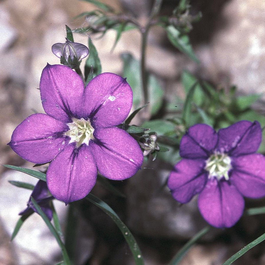 Groot spiegelklokje – cultuurvariant (Legousia speculum-veneris) zaden