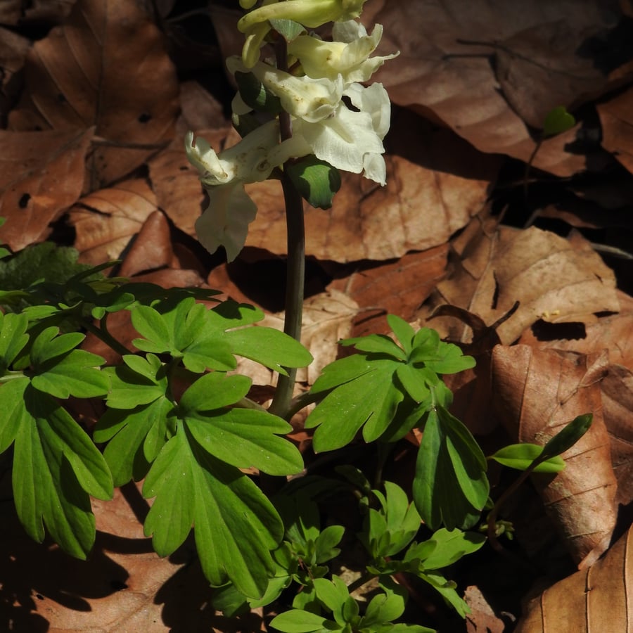 Holwortel (Corydalis cava) zaden