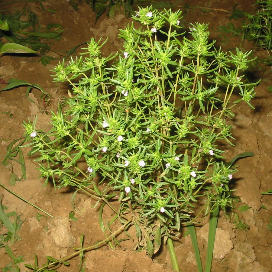 Bonenkruid (Satureja hortensis) zaden