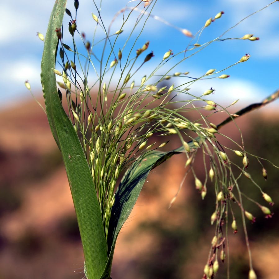 Draadgierst (Panicum capillare) zaden