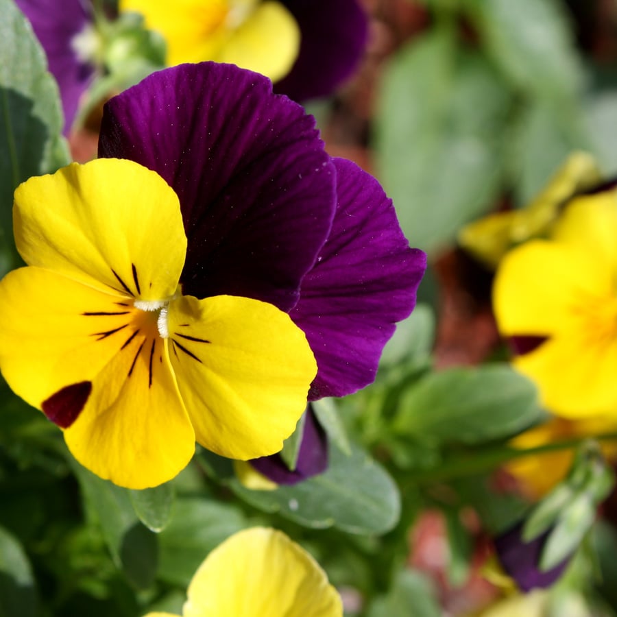 Driekleurig viooltje (Viola tricolor ssp. tricolor) zaden
