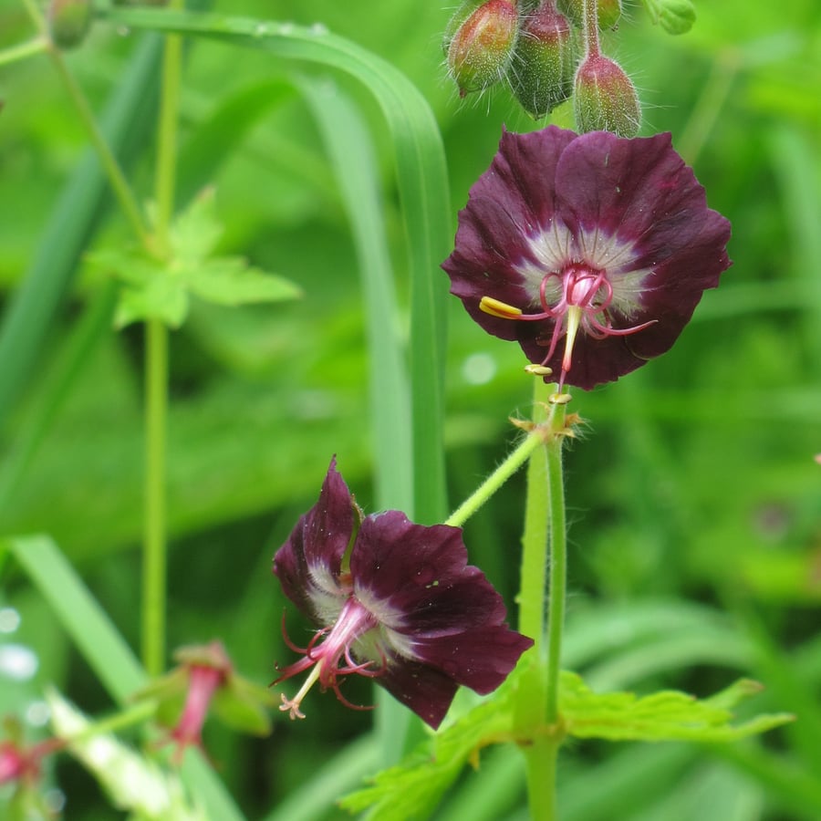 Donkere ooievaarsbek (Geranium phaeum) zaden