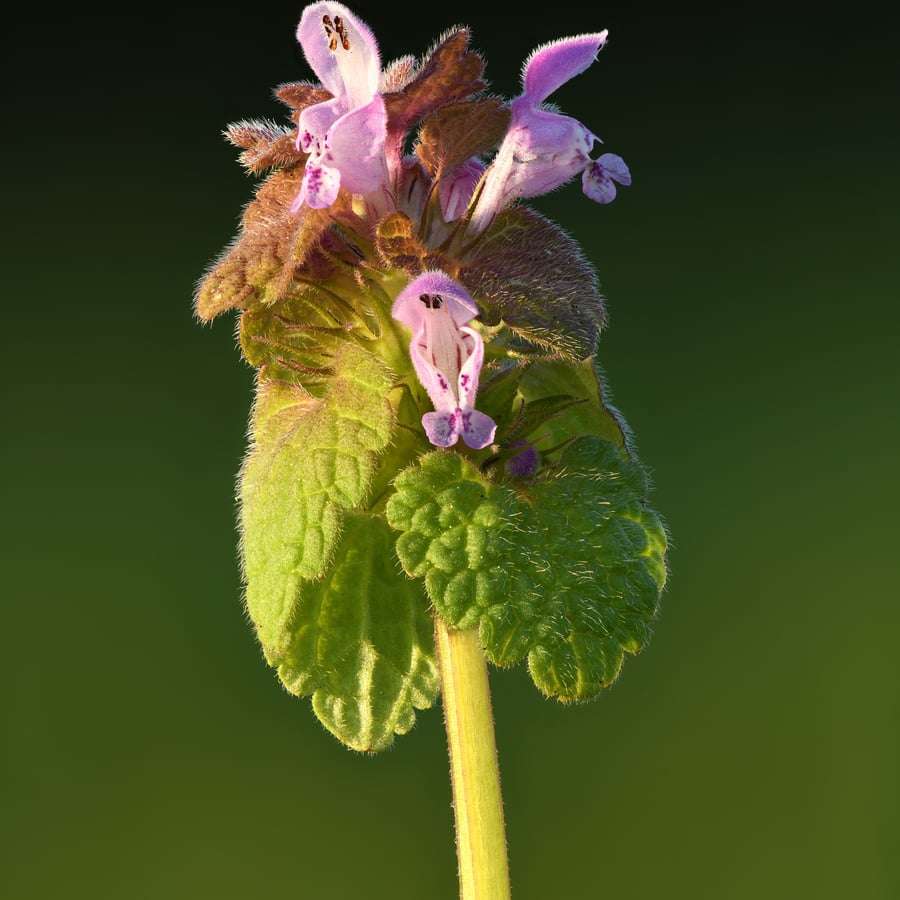 Paarse dovenetel (Lamium purpureum) zaden