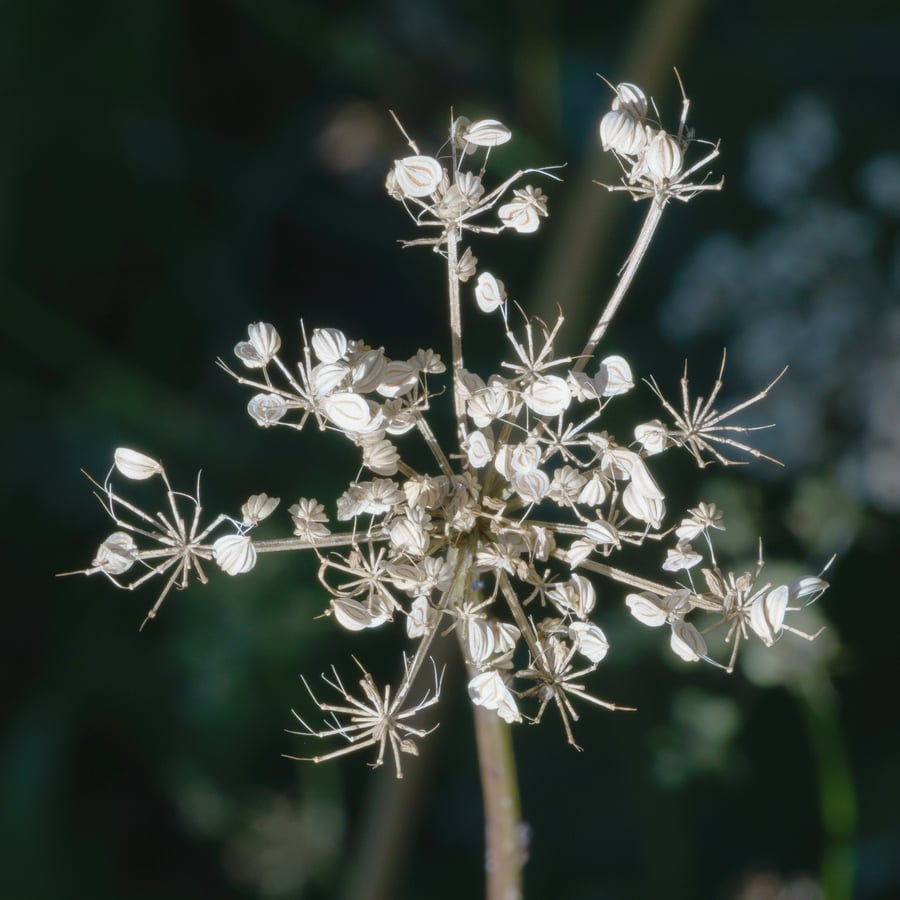 Kleine bevernel (Pimpinella saxifraga) zaden