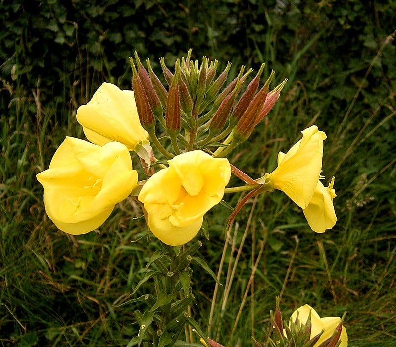 Grote teunisbloem (Oenothera glazioviana) zaden