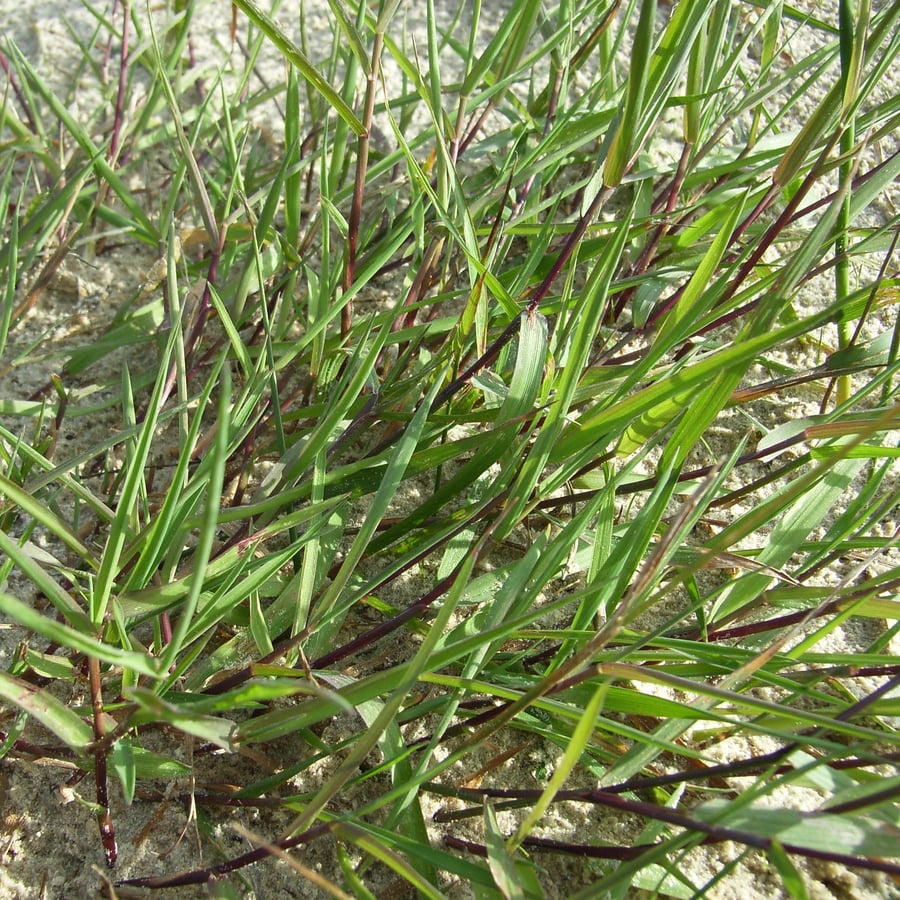 Fioringras (Agrostis stolonifera) zaden