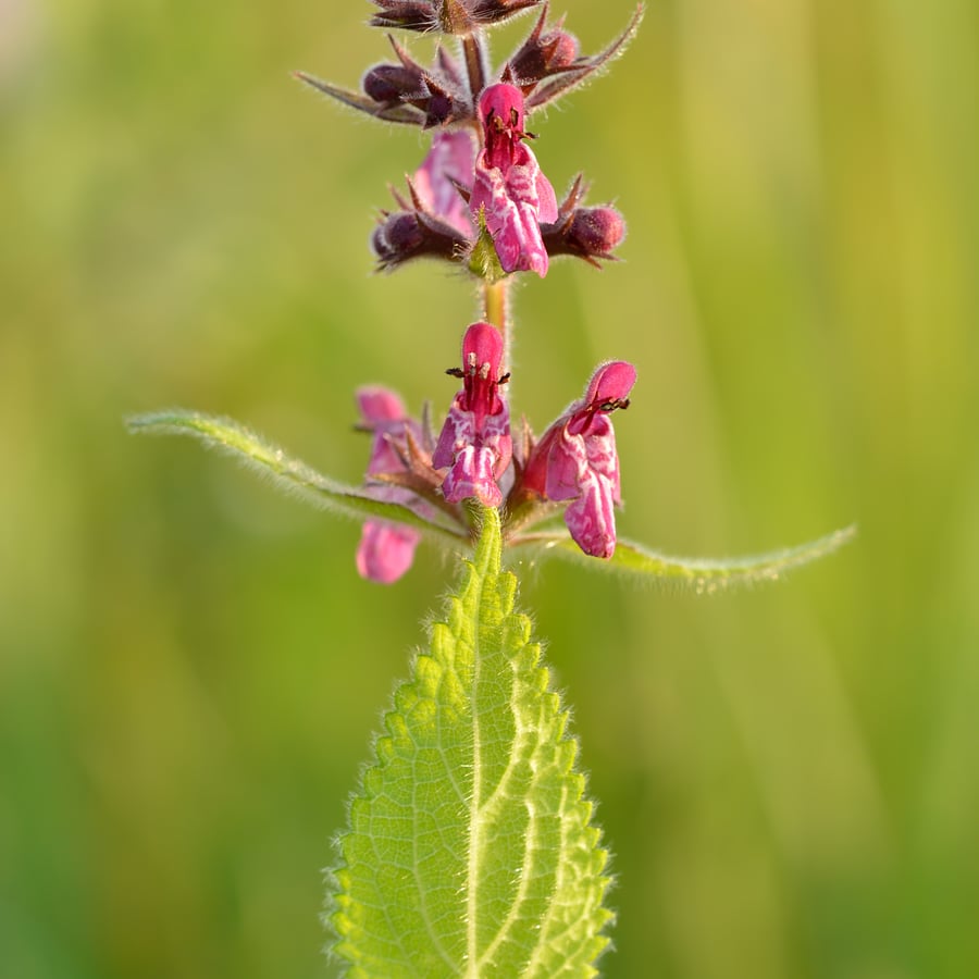 Bosandoorn (Stachys sylvatica) zaden