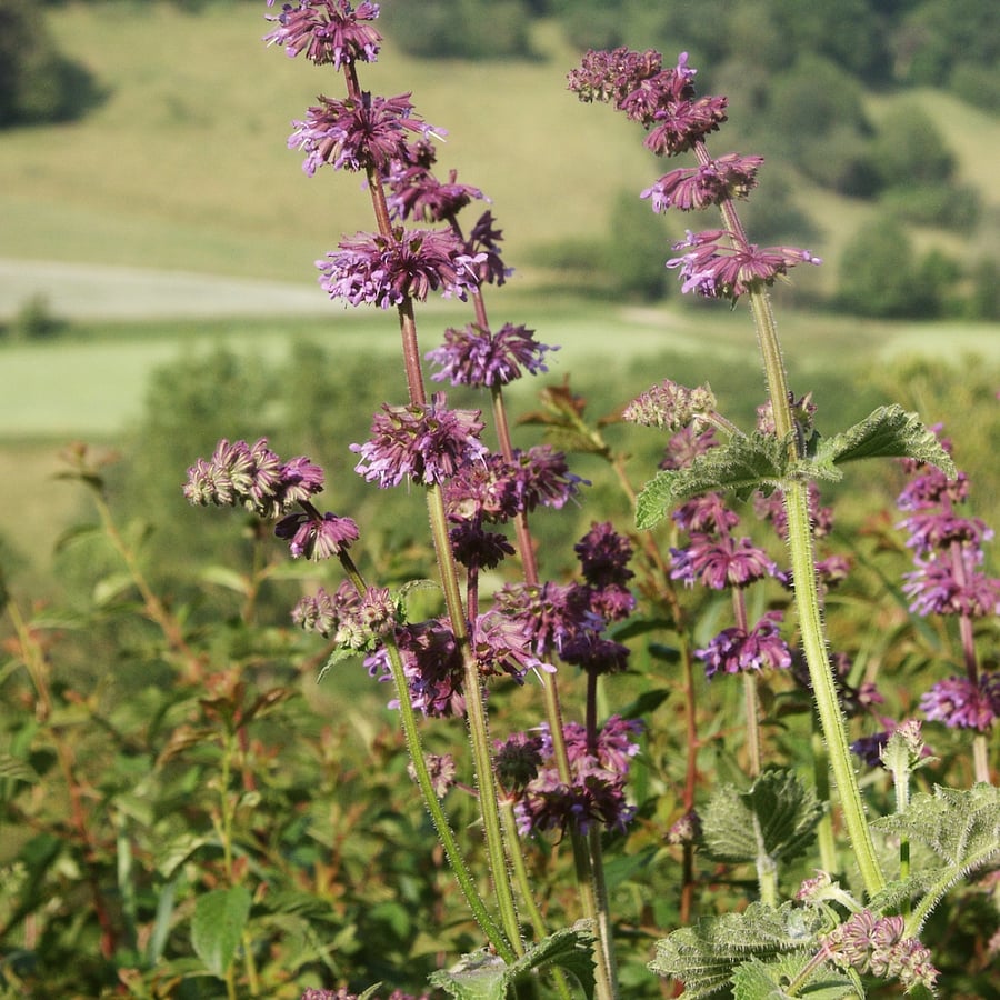 Kranssalie (Salvia verticillata) zaden