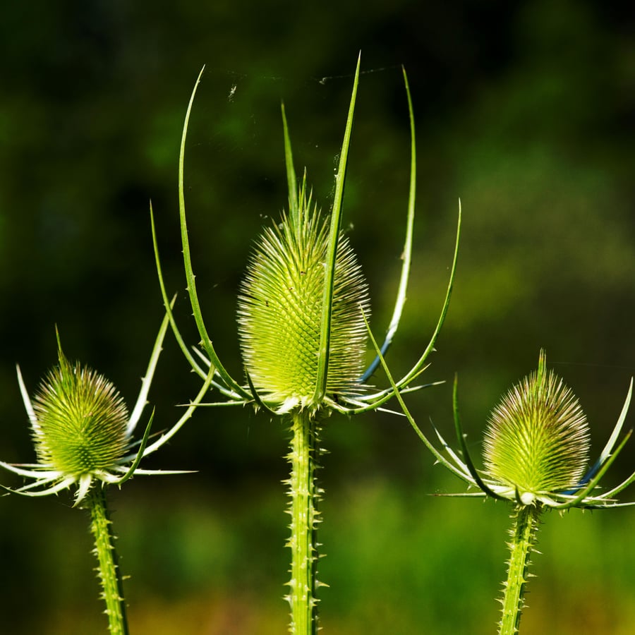 Grote kaardenbol BIO (Dipsacus fullonum) zaden