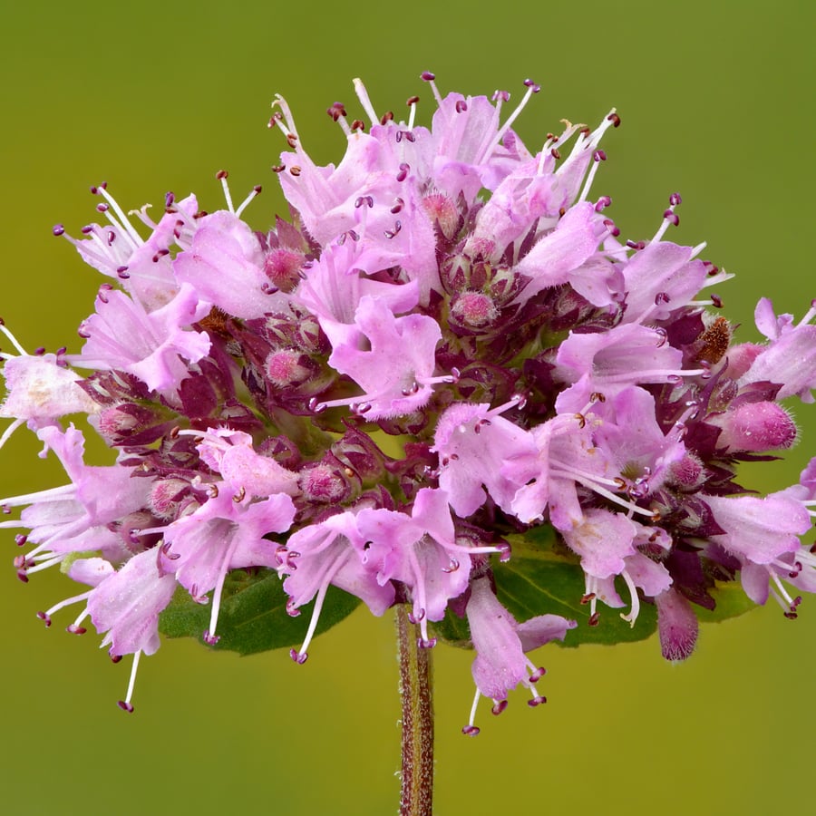 Wilde marjolein (Origanum vulgare) zaden