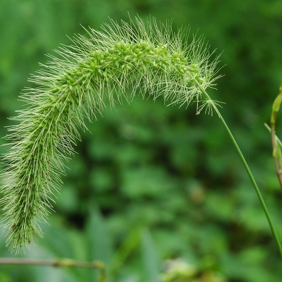 Groene naaldaar (Setaria viridis) zaden