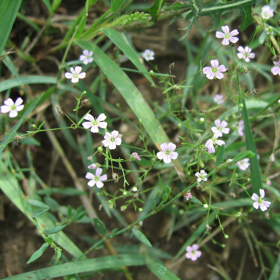 Gipskruid (Gypsophila muralis) zaden
