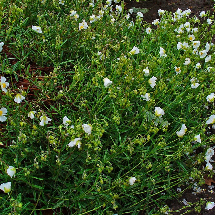 Geel zonneroosje (Helianthemum nummularium) zaden