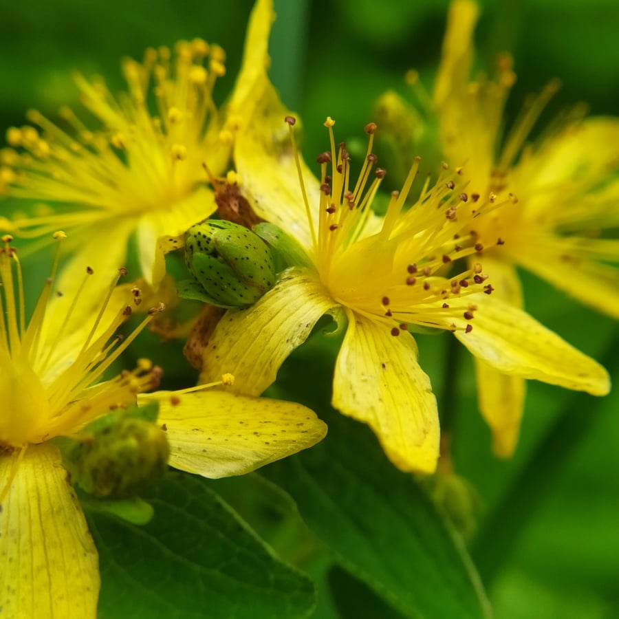 Gevlekt hertshooi (Hypericum maculatum ssp. maculatum) zaden