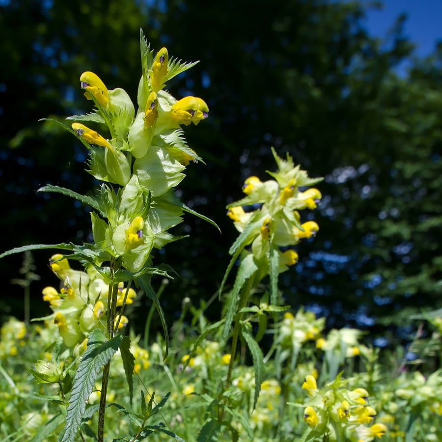 Grote ratelaar BIO (Rhinanthus angustifolius) zaden