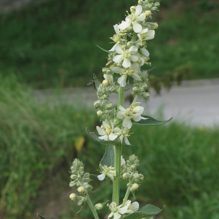 Melige toorts (Verbascum lychnitis) zaden