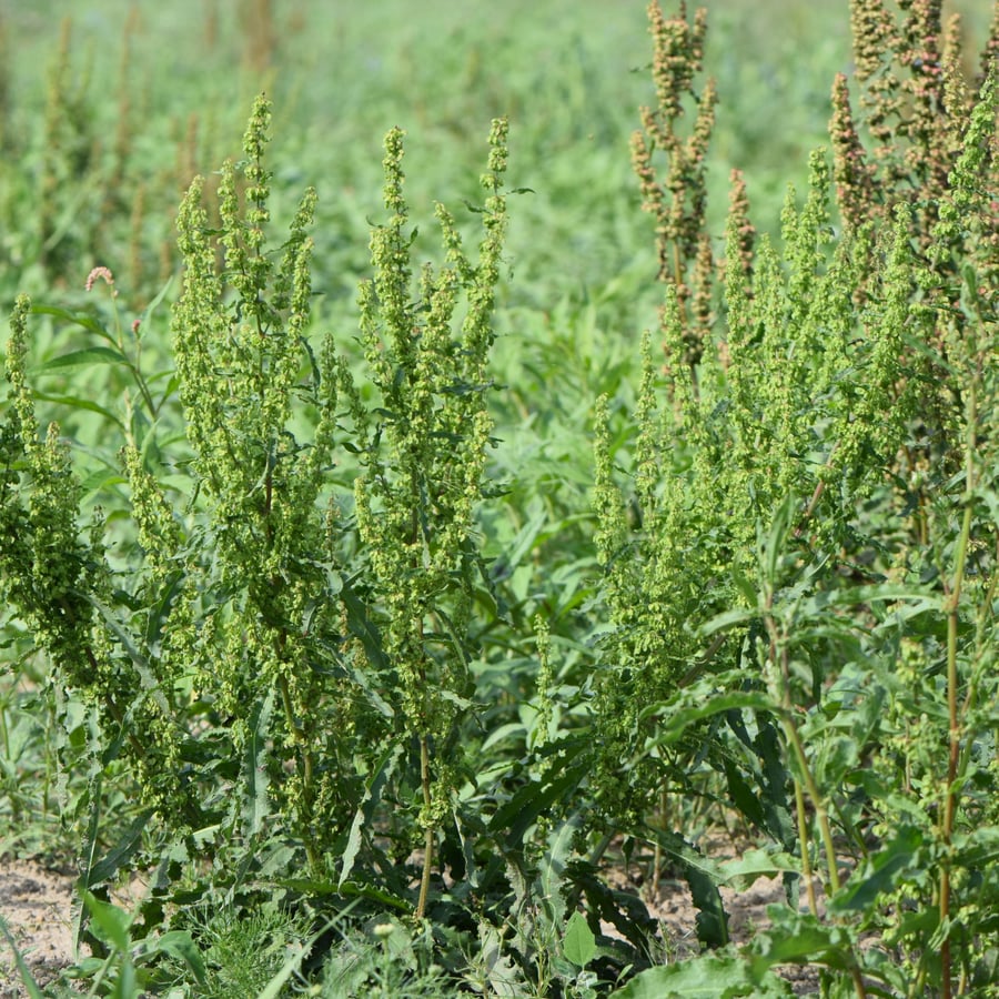 Krulzuring (Rumex crispus) zaden