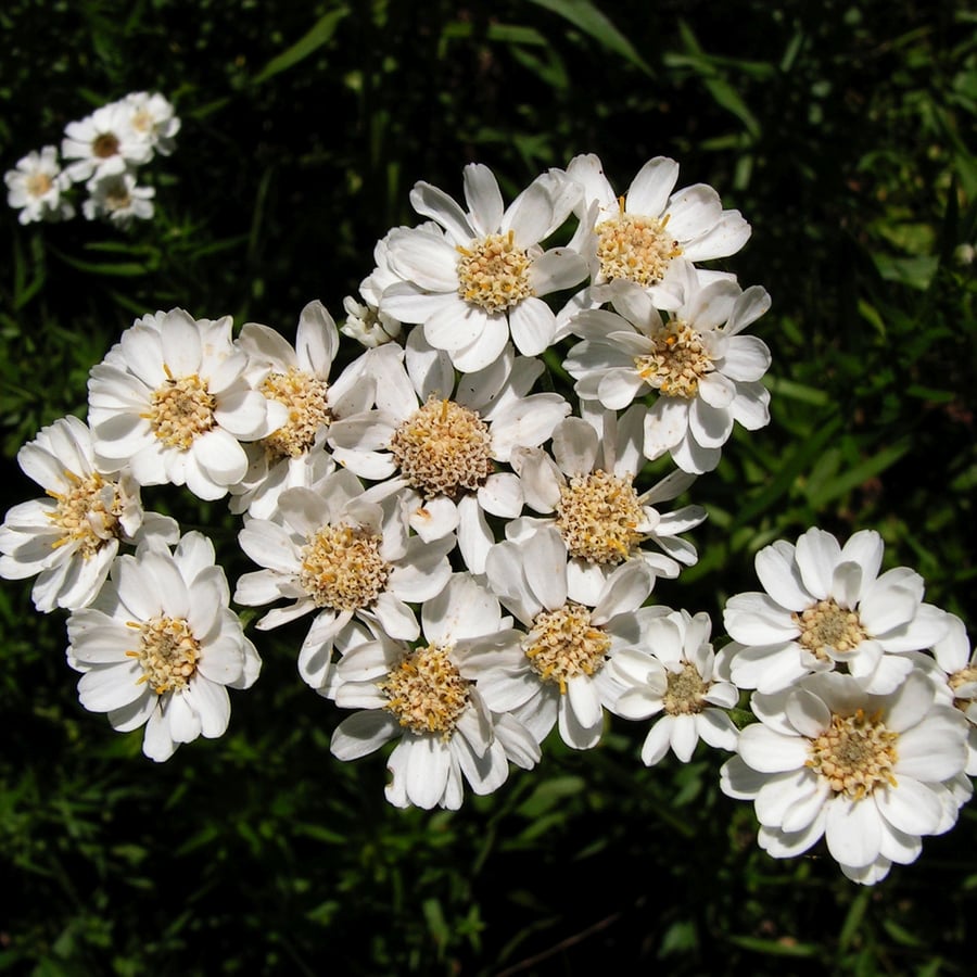 Wilde bertram (Achillea ptarmica) zaden