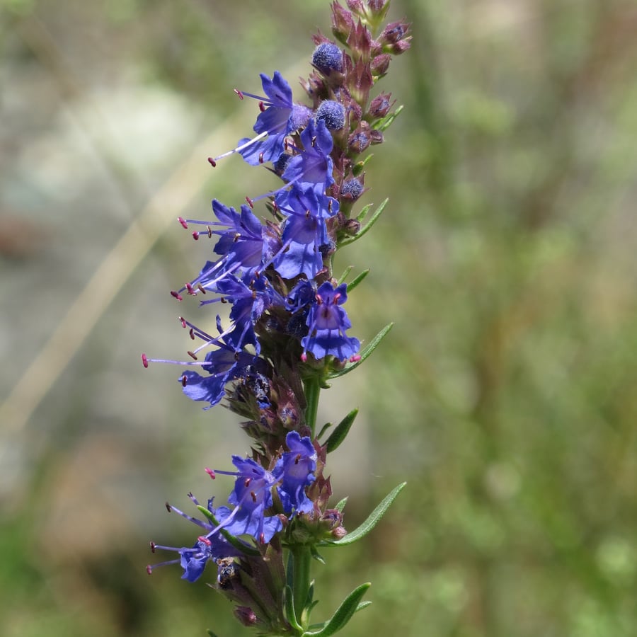 Hyssop (Hyssopus officinalis) zaden