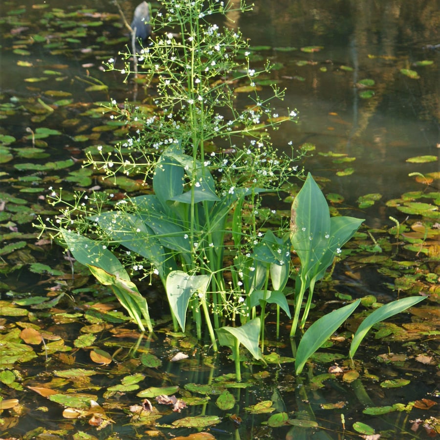 Grote waterweegbree (Alisma plantago-aquatica) zaden