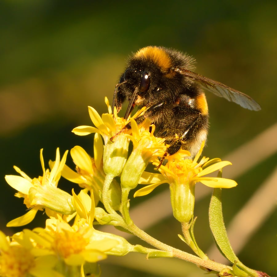Echte guldenroede (Solidago virgaurea) zaden