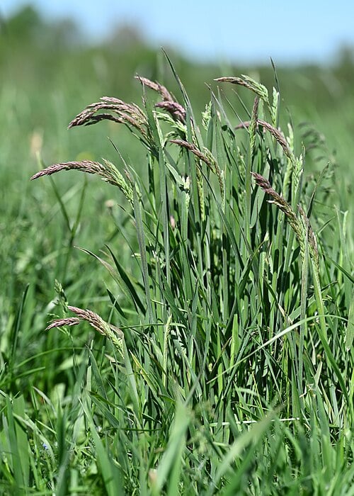 Gestreepte Witbol (Holcus lanatus) zaden