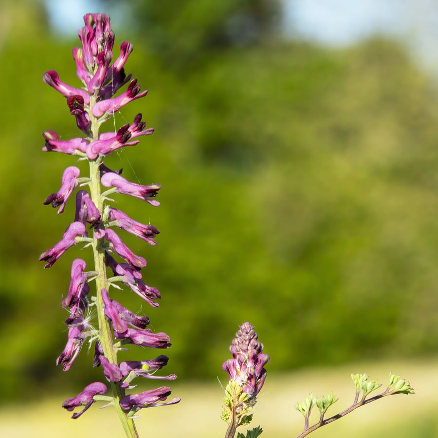 Duivenkervel (Fumaria officinalis) zaden