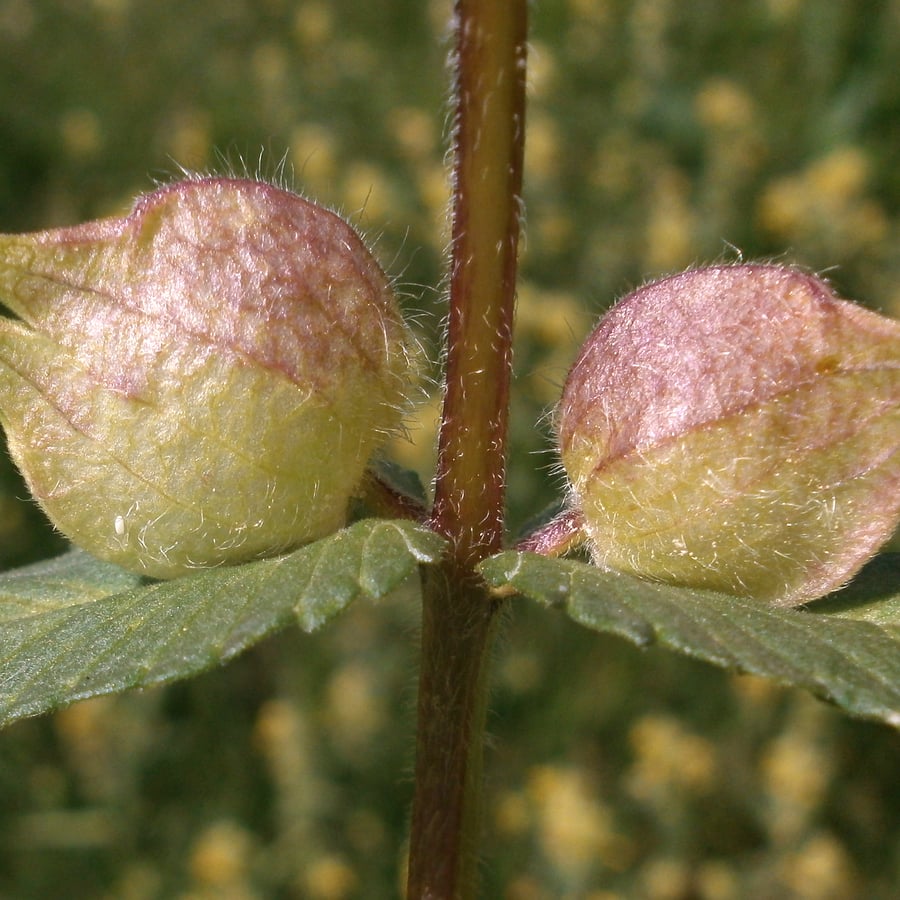 Harige ratelaar (Rhinanthus alectorolophus) zaden