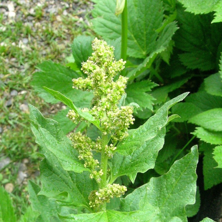 Brave hendrik (Blitum bonus-henricus) zaden