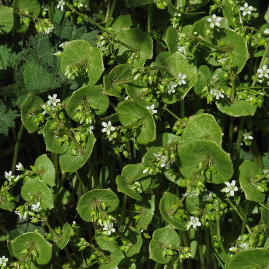 Winterpostelein (Claytonia perfoliata) zaden