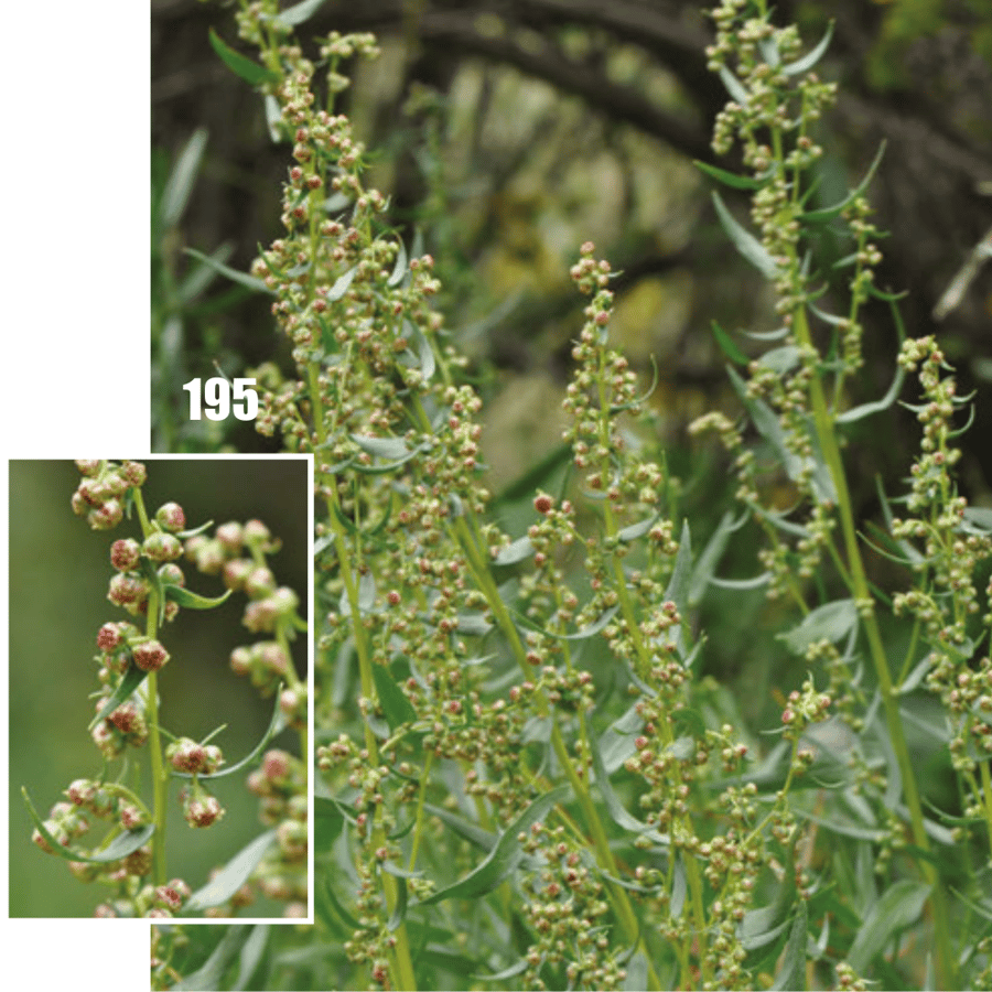 Dragon (Artemisia dracunculus) zaden