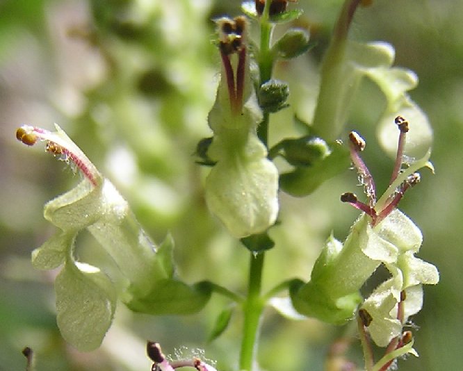 Valse salie (Teucrium scorodonia) zaden