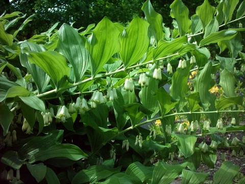 Gewone salomonszegel (Polygonatum multiflorum) zaden