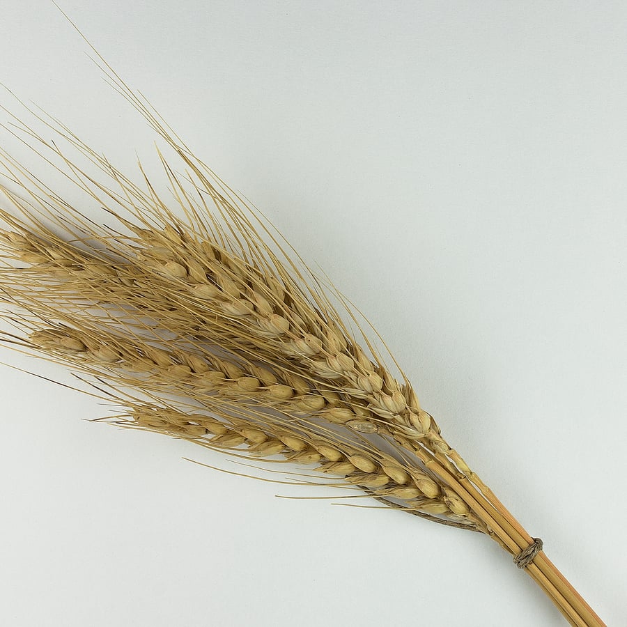 Tarwe (Triticum aestivum) zaden