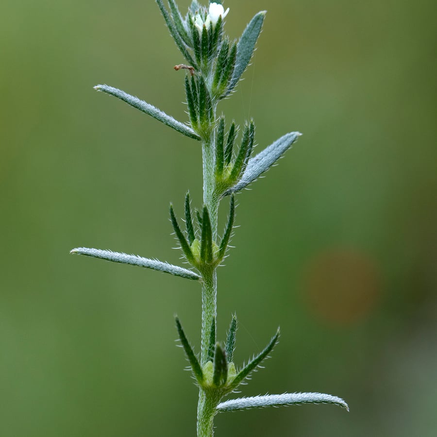 Ruw parelzaad (Lithospermum arvense) zaden