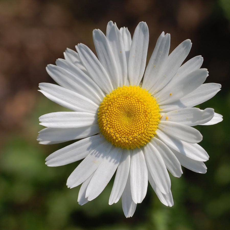 Gewone margriet (Leucanthemum vulgare) zaden