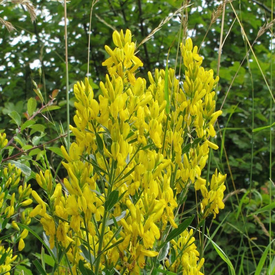 Verfbrem (Genista tinctoria) zaden