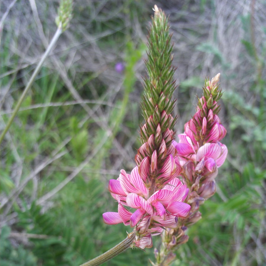 Esparcette (Onobrychis viciifolia) zaden