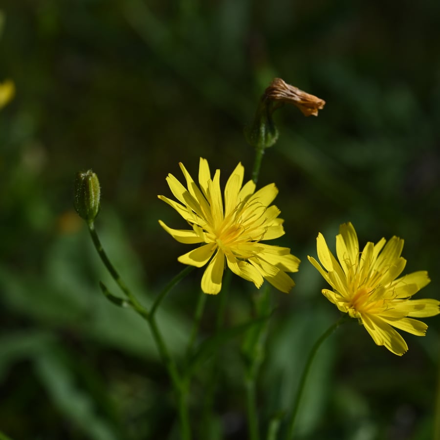 Vertakte leeuwentand (Scorzoneroides autumnalis) zaden