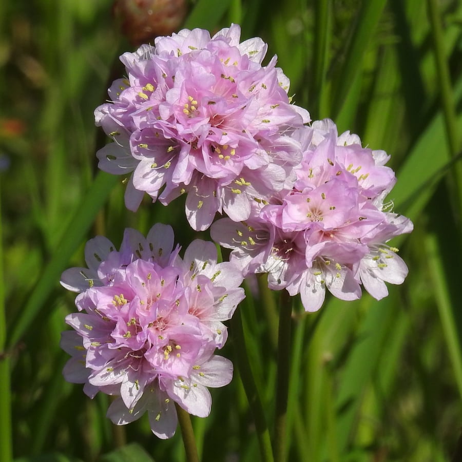 Engels gras (Armeria maritima) zaden