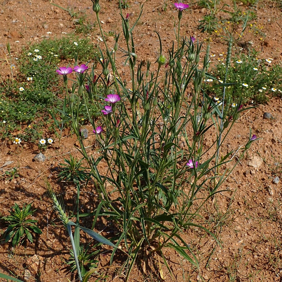 Bolderik (Agrostemma githago) zaden