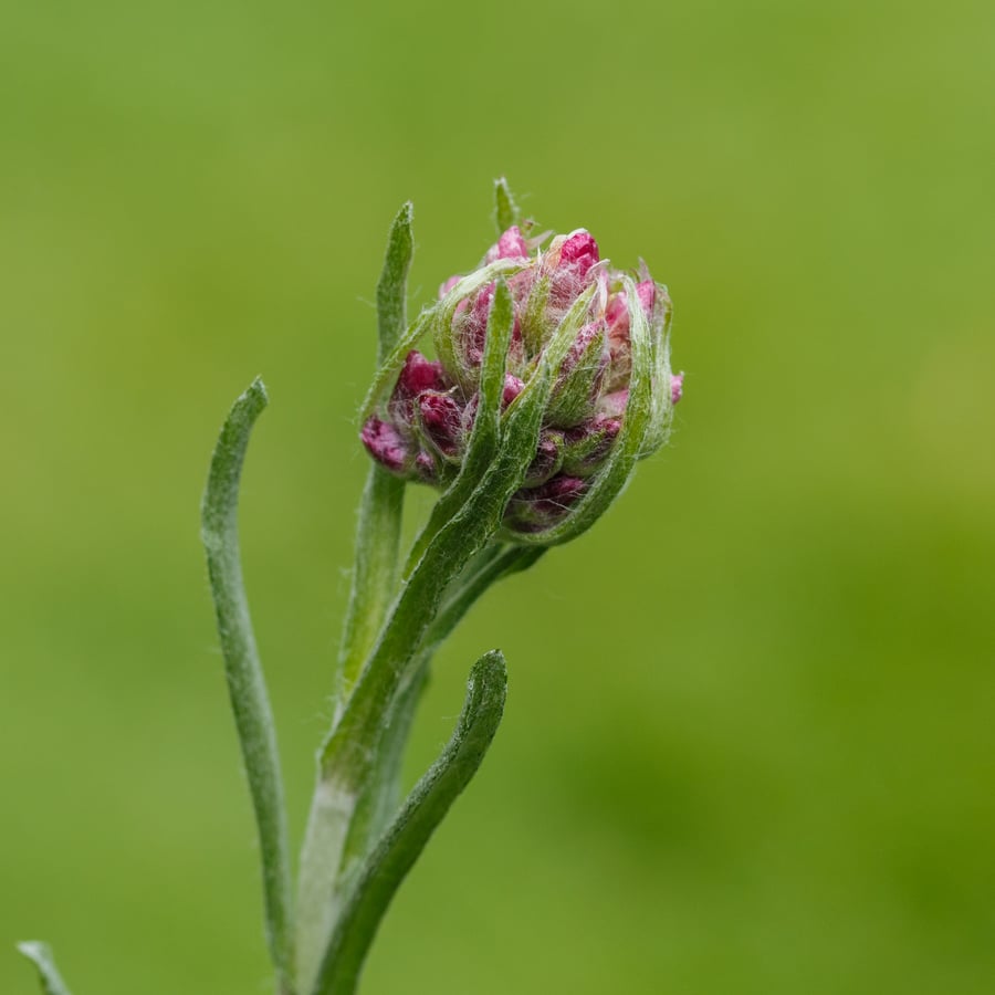 Rozenkransje (Antennaria dioica) zaden