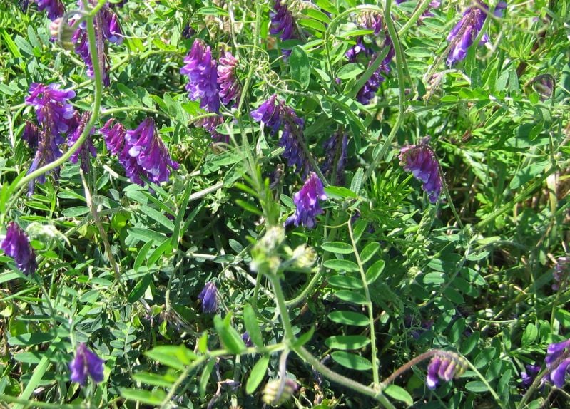 Bonte wikke (Vicia villosa) zaden