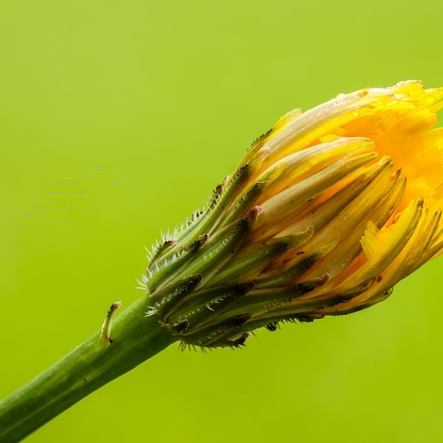 Gewoon biggenkruid (Hypochaeris radicata) zaden
