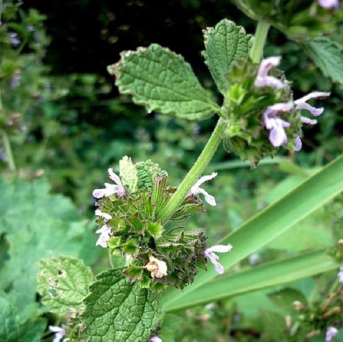Stinkende ballote (Ballota nigra ssp. meridionalis) zaden