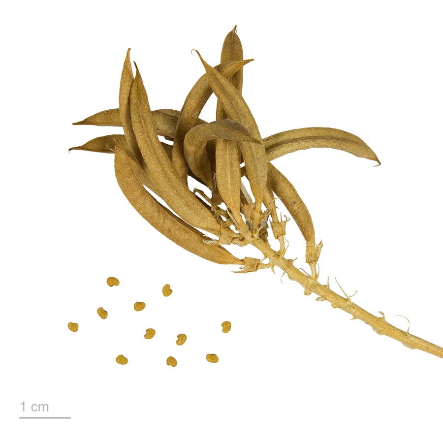 Hokjespeul (Astragalus glycyphyllos) zaden