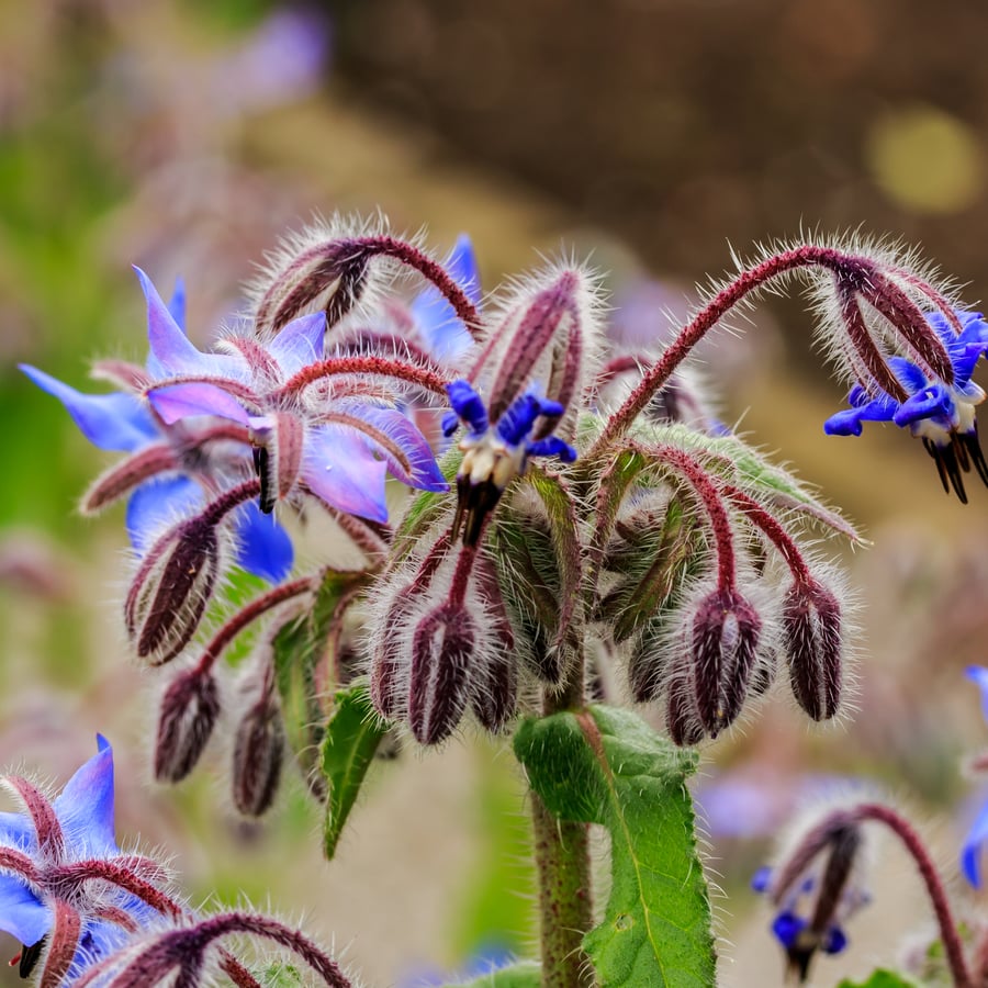 Borage/Bernagie (Borago officinalis) zaden