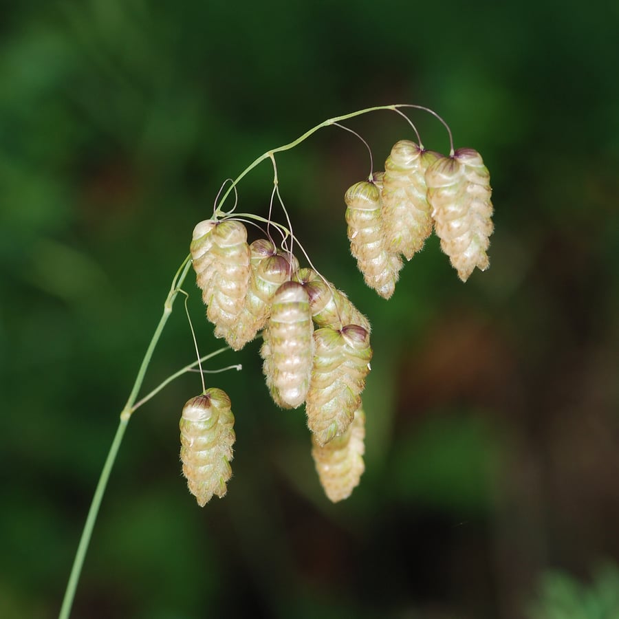 Groot trilgras (Briza maxima) zaden