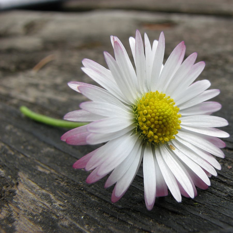 Madeliefje (Bellis perennis) zaden