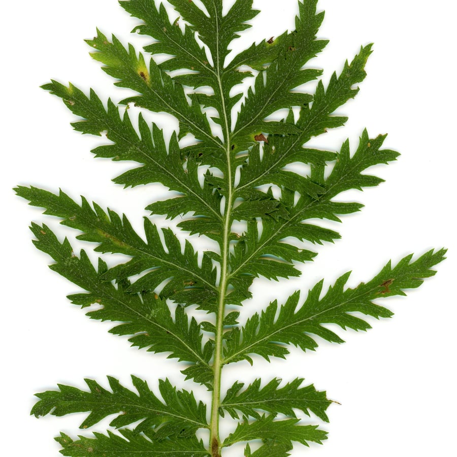 Boerenwormkruid (Tanacetum vulgare) zaden